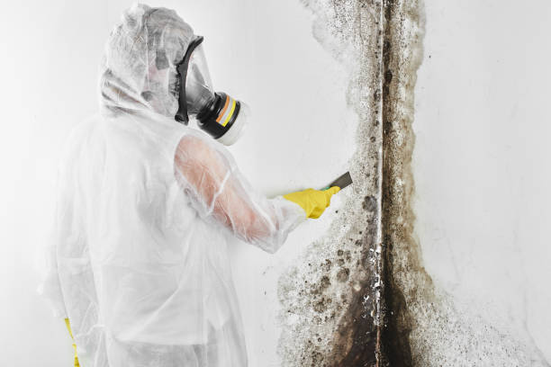 Best Residential Mold Removal  in Piru, CA
