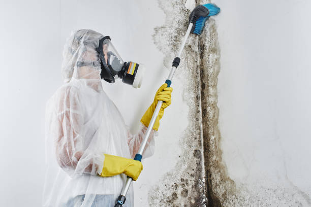 Attic Mold Removal in Piru, CA